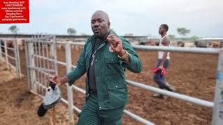 Facts of making a Billion through cattle feedlot animals farming [upl. by Royden]