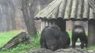 Crazy Chimpanzee at Busch gardens [upl. by Shaughn487]