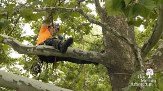 A Day in the Life of an Arborist [upl. by Yemirej818]