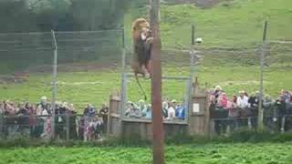 Lion Feeding Part 2  South Lakes Wild Animal Park [upl. by Craggie225]