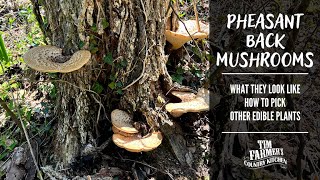 Foraging for Pheasant Back Dryads Saddle Mushrooms [upl. by Anesor]