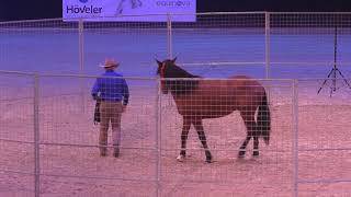 Monty Roberts young horse joinup Equitana 2019 [upl. by Turne]