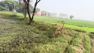 सरसों की खेती कैसे करें। सरसों की खेती।।saurabhkumaragriculture सरसोकीखेती sarso [upl. by Aimek]