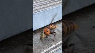 Japanese honeybees escaped from Giant hornet gianthornet honeybee [upl. by Lombardy]