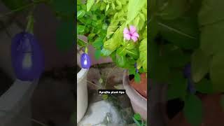 Aparajita plant tips aprajita short plantlover gardening plantlove aprajitaplant [upl. by Nnaaras]