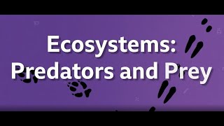 BBC Bitesize KS3 Biology Ecosystems Predators amp prey [upl. by Leonanie]