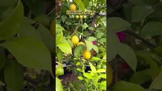 cytryna lubelskie lemontree owoce gardening poland tree trees egzotyka harvest lemon [upl. by Kironde]