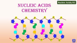 1 Nucleic Acids Chemistry  Molecular Biology  Biochemistry  NJOY Biochemistry [upl. by Akimal]