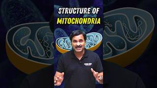 Structure of Mitochondria biology neetbiology neet2024 foryou [upl. by Rosenquist]