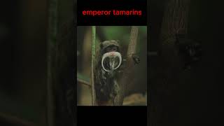 Emperor tamarin [upl. by Charron]