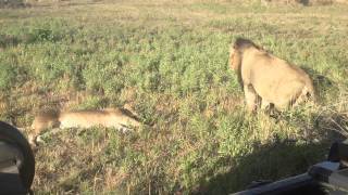 Exeter River Lodge1st old lion fart video go to second to prove its real [upl. by Gnilrad]