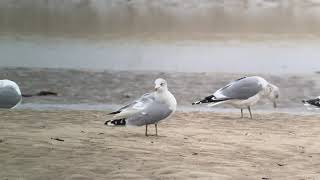 Ringbilled Gull  Hayle Estuary Cornwall 2024 [upl. by Ahsal]