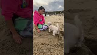 I BURIED MY DOG IN SAND [upl. by Poirer]