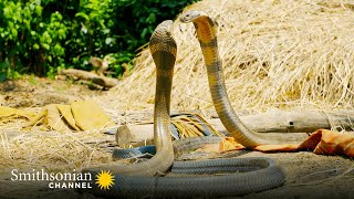 King cobra vs Mulga snake  Battle of the deadly snakes [upl. by Kristopher]