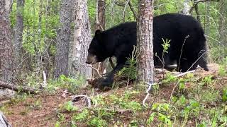 BEARS EVERYWHERE At Cades Cove Great Smoky Mountain National Park Tennessee 2023 [upl. by Ettenoitna265]