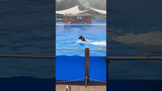 Palmitos Park Dolphin show trainer gets launched palmitospark [upl. by Jannelle]