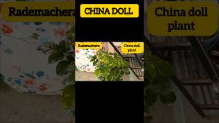 CHINA DOLL PLANT gardengreenvlog chinadollplant radermachera indoorplants plants youtubeshorts [upl. by Eisak171]