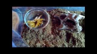 OBT Tarantula RehouseCage Set Up [upl. by Cindelyn]