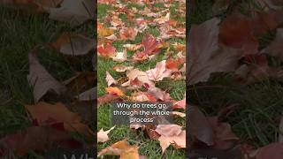 Why do leaves fall off in Autumn [upl. by Yliram]