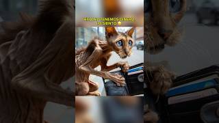 HIJA NO QUIERE A SU MAMÁ😢 chatgtp perros chihuahua ia mascotas viral short gato animales [upl. by Quinn358]