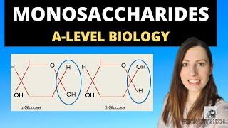 Monomers Polymers and Monosaccharides Alevel biology Biological Molecules topic [upl. by Lightfoot]