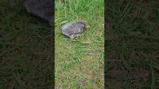 Cute European Starling Sturnis Vulgaris fledglings have left the nest birds fledgling wildlife [upl. by Enileda]