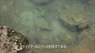 タイドプールにイソメ投入 I play at a Japanese Tide pool [upl. by Haukom]