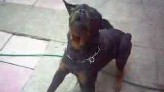 my rottie barking on command [upl. by Chubb851]