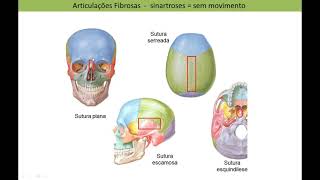 Anatomia do Sistema Articular 1 [upl. by Oilegor]