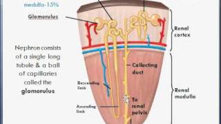 Basic Kidney anatomy amp function college biology [upl. by Nnylhsa]