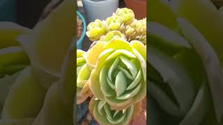 ECHEVERIA MANDALA CITRUS monicasuculentaecia coloniasdesuculentas shortsyoutube [upl. by Oirevlis188]