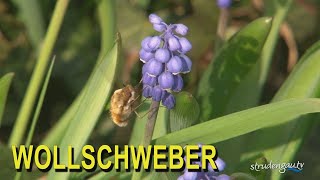 Wollschweber ❤ Bombylius major [upl. by Enneyehs]