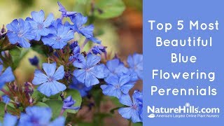 Top 5 Most Beautiful Blue Flowering Perennials  NatureHillscom [upl. by Iral]