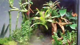 Exo Terra Terrarium Rainforest 60  45  60 part 1 [upl. by Attoynek705]