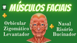 MÚSCULOS DA FACE Resumos de Odonto [upl. by Meehan69]