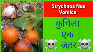 Strychnos nux vomica Poisoning  कुचिला [upl. by Lusty]