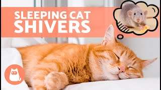 My CAT SHAKES While SLEEPING 🐱💤 6 Reasons [upl. by Caitlin]