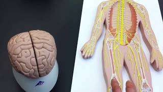 Peripheral Nervous System PNS lab models [upl. by Lichter]