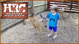 Hochatown Rescue Center amp Petting Zoo Full Walk Through POV [upl. by Tina]