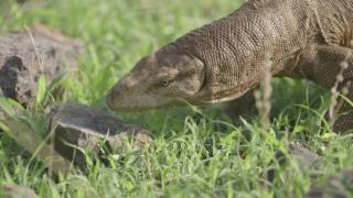 Bengal monitor lizard Varanus bengalensis smelling a stone with its tongue India [upl. by Khano]