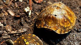 “Box turtle 🐢 growth” reptiles turtle [upl. by Galligan]