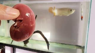 feeding Arowana fish Goat Kidney  complete food for fast growth amp color development [upl. by Jecoa]