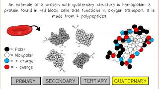 Proteins AP Biology [upl. by Jemine]