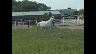 Camargue Horse Running very fast in Field [upl. by Dnomaj]