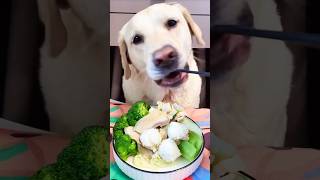 Healthy food For Dog quot healthydiet pets [upl. by Dat824]