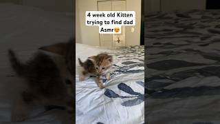 4 week old kitten trying find dad asmr cat bengalcat kitten bengalkittenforsale catasmr cute [upl. by Sokram]