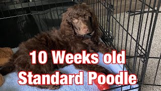 10 Weeks Old Standard Poodle  First few days  My New Home [upl. by Oscar]