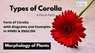 Types of Corolla  Corolla के प्रकार  parts of flowers [upl. by Charmine]