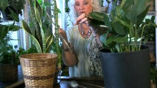 Houseplants 10 Watering for high or low light plants [upl. by Avad]