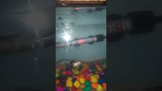 New aquarium heater laga diya trending aquariam subscribe [upl. by Hallam]